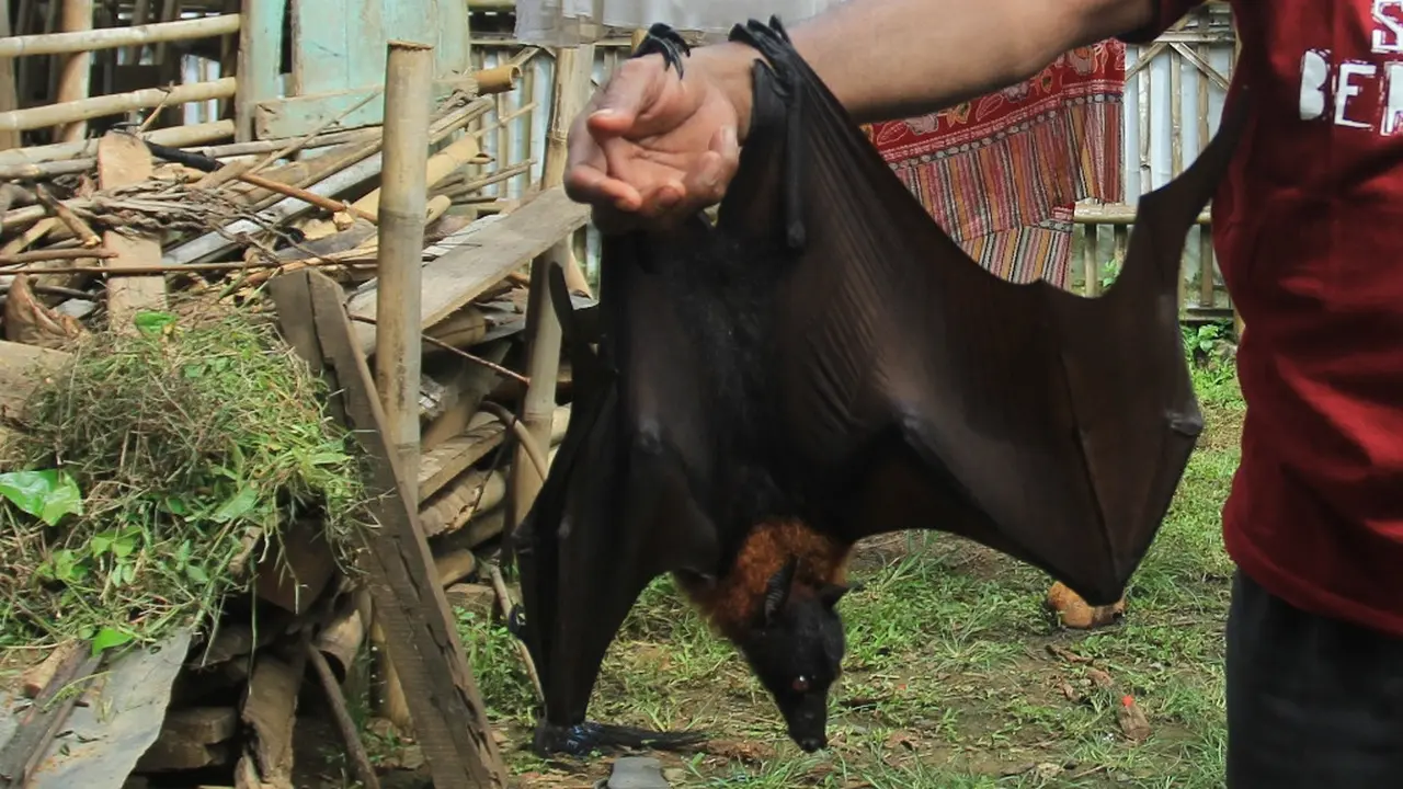 Kelelawar jumbo alias Kalong. (Foto: Liputan6.com/Muhamad Ridlo)
