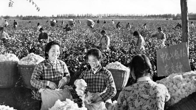 Petani wanita memetik kapas dari ladang di provinsi Henan China tengah pada 11 November 1977. (AFP Photo/ Hsinhua News Agency)
