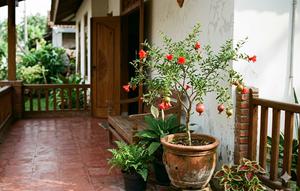 Tanaman Buah di Teras (Foto: Gemini AI)