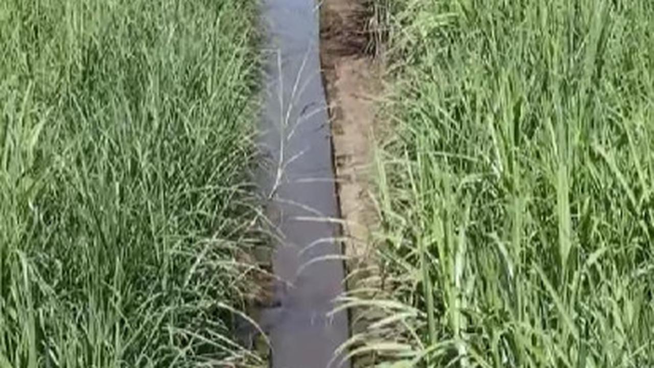 Kini Diapit Kebun Tebu, Ini Potret Saluran Air Bukti Kemasyhuran Kota Majapahit