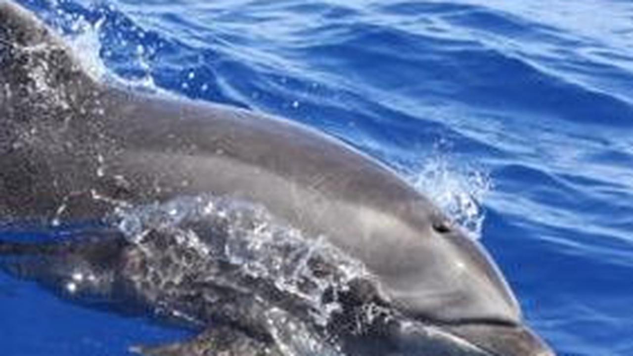 5. Cetacea<br>