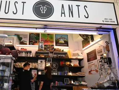 Orang-orang melihat tampilan formicarium yang menampung semut di dalam toko hewan peliharaan "Just Ants" di Singapura pada 23 September 2020. Pengusaha bernama John Ye membuka toko pertama di Singapura yang mengkhususkan diri menjual peternakan semut sebagai hewan peliharaan. (Roslan RAHMAN/AFP)