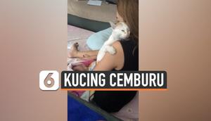 kucing cemburu