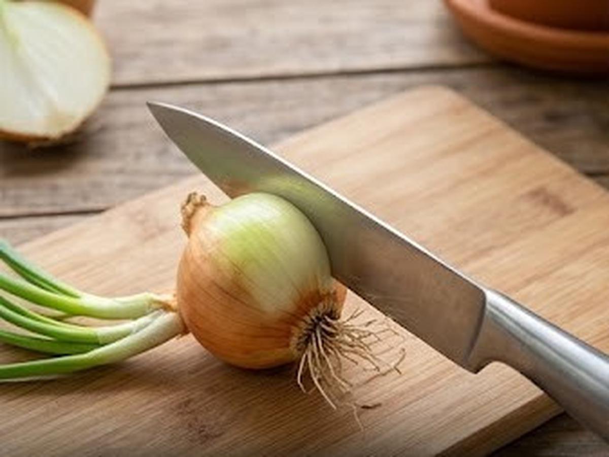 Cara Menanam Bawang Bombay dari Bagian Pangkal yang Masih Bertunas