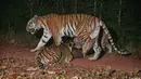 Sekawanan harimau langka yang terancam punah ditemukan di taman nasional di Thailand timur, 28 Maret 2017. Jumlah harimau itu kurang dari 250 ekor di seluruh dunia. (Thailand's Department of National Parks, Wildlife and Plant Conservation/Freeland via AP)