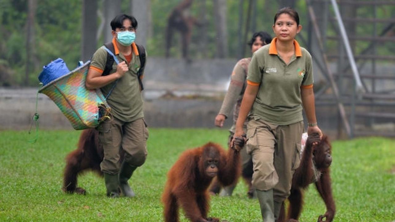 Menengok bayi orang utan selamat dari kebakaran hutan Palangkaraya