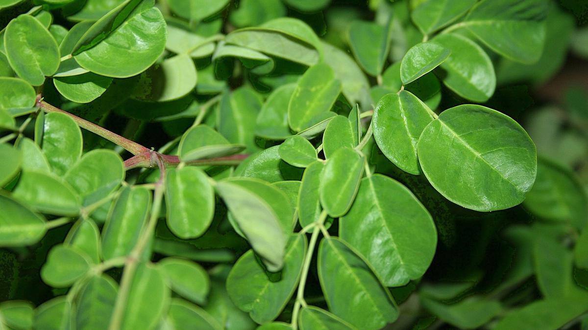 Riset Terbaru: Daun Kelor Dapat Hilangkan Mikroplastik dari Air, tapi ...