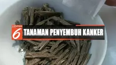 Sebelumnya, nenek Rafi yang menderita kanker bahkan berhasil sembuh setelah mengkonsumsi bajakah.