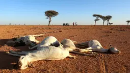Sejumlah warga berada di dekat bangkai hewan  yang mati kekeringan di Dahar, Puntland, Somalia (15/12). Puluhan hewan ternak dan liar mati mengenaskan sejak beberapa bulan terakhir akibat musim kemarau panjang di wilayah Somalia. (REUTERS/Feisal Omar)