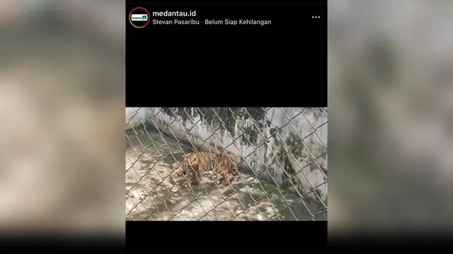 Harimau sumatera di Medan Zoo