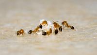 How to Get Rid of Ants Permanently and Naturally: 12 Methods to Try at Home