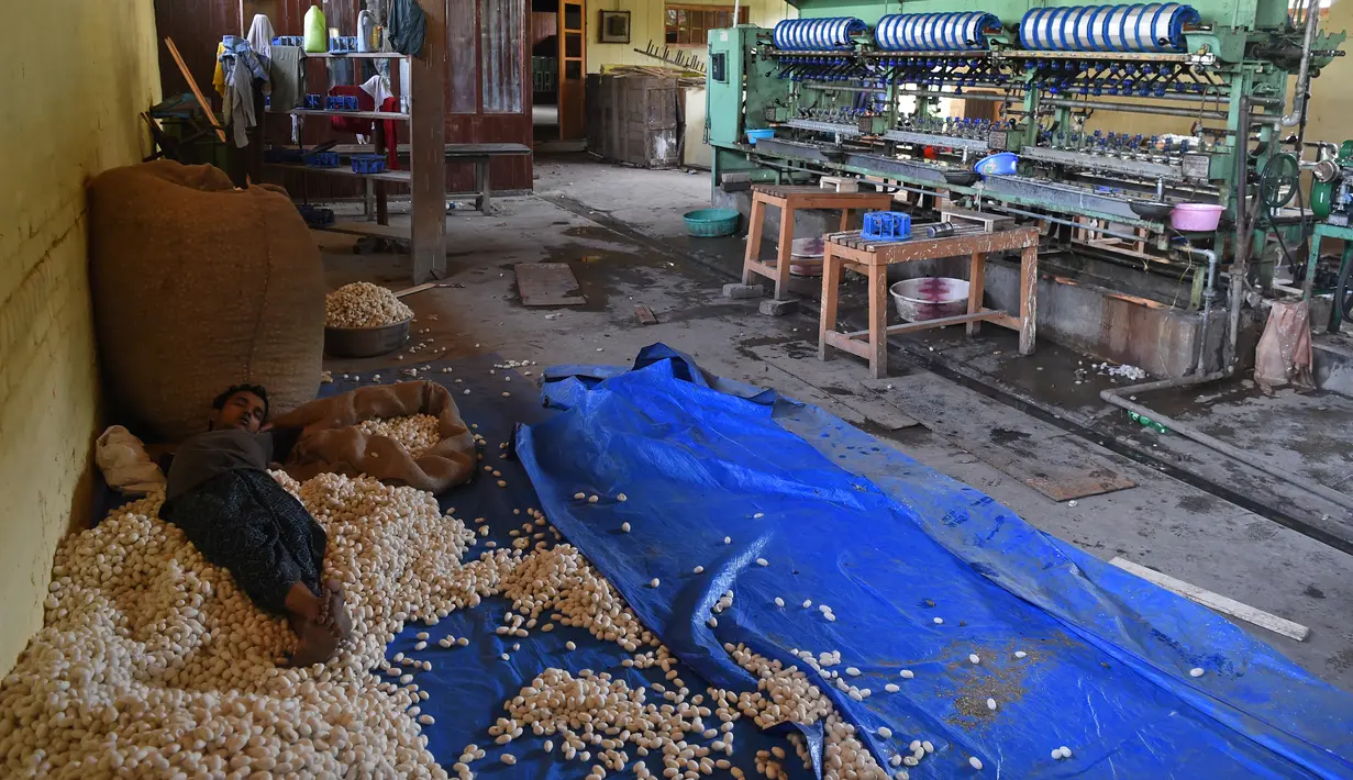 Pekerja beristirahat di atas kepompong murbei di pabrik sutra tertua di Srinagar, Kashmir, India, Senin (30/7). (Tauseef MUSTAFA/AFP)