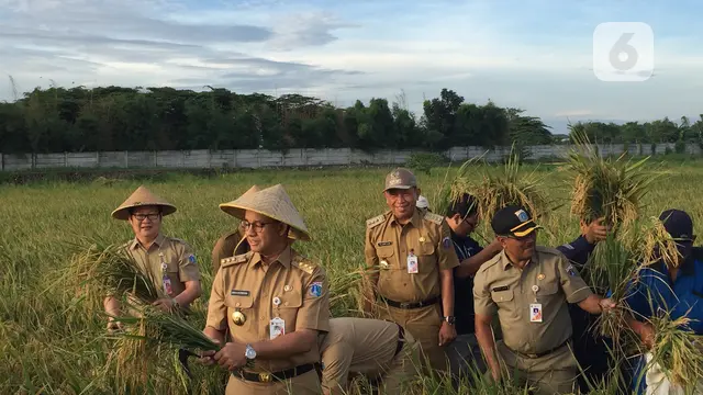 Gaya Gubernur Anies Baswedan memanen padi di sawah Cakung, Jakarta Timur.