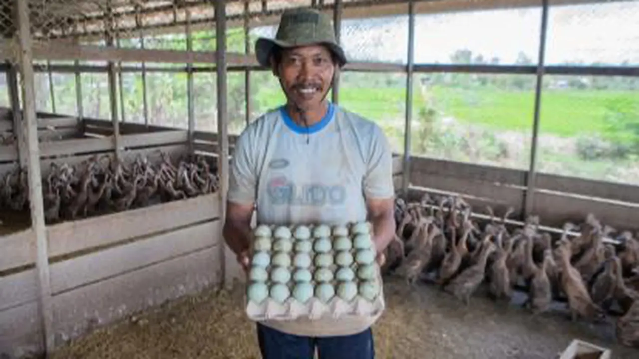 Dampak Positif Hilirisasi Food Estate Kalteng, Peternak Mampu Jual 1.500 Itik per Bulan