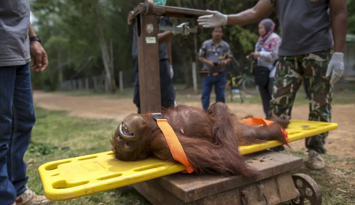 Orang Utan saat diperiksa berat badan selama pemeriksaan kesehatan di pusat konservasi Kao Pratubchang, Thailand, Kamis (27/8/2015). Petugas  melakukan pemeriksaan terhadap Orang Utan yang disita dari taman hiburan di Phuket. (REUTERS/Athit Perawongmetha)