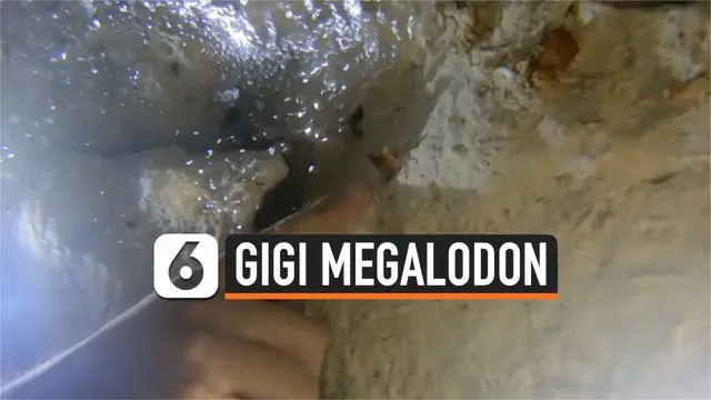 Penyelam menemukan belasan gigi milik tiga spesies hiu berbeda di Teluk Meksiko. Salah satu gigi diyakini milik Megalodon yang merupakan hiu purba raksasa yang hidup sekitar 2,5 juta tahun lalu.
