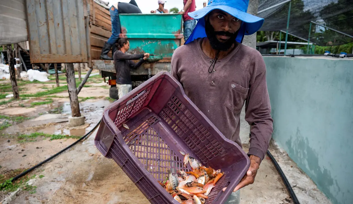 Hal ini dikarenakan, ikan nila merah merupakan produk langka. (Foto oleh YAMIL LAGE / AFP)