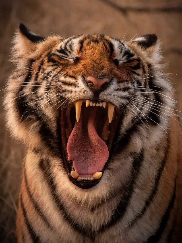 Ilustrasi Harimau