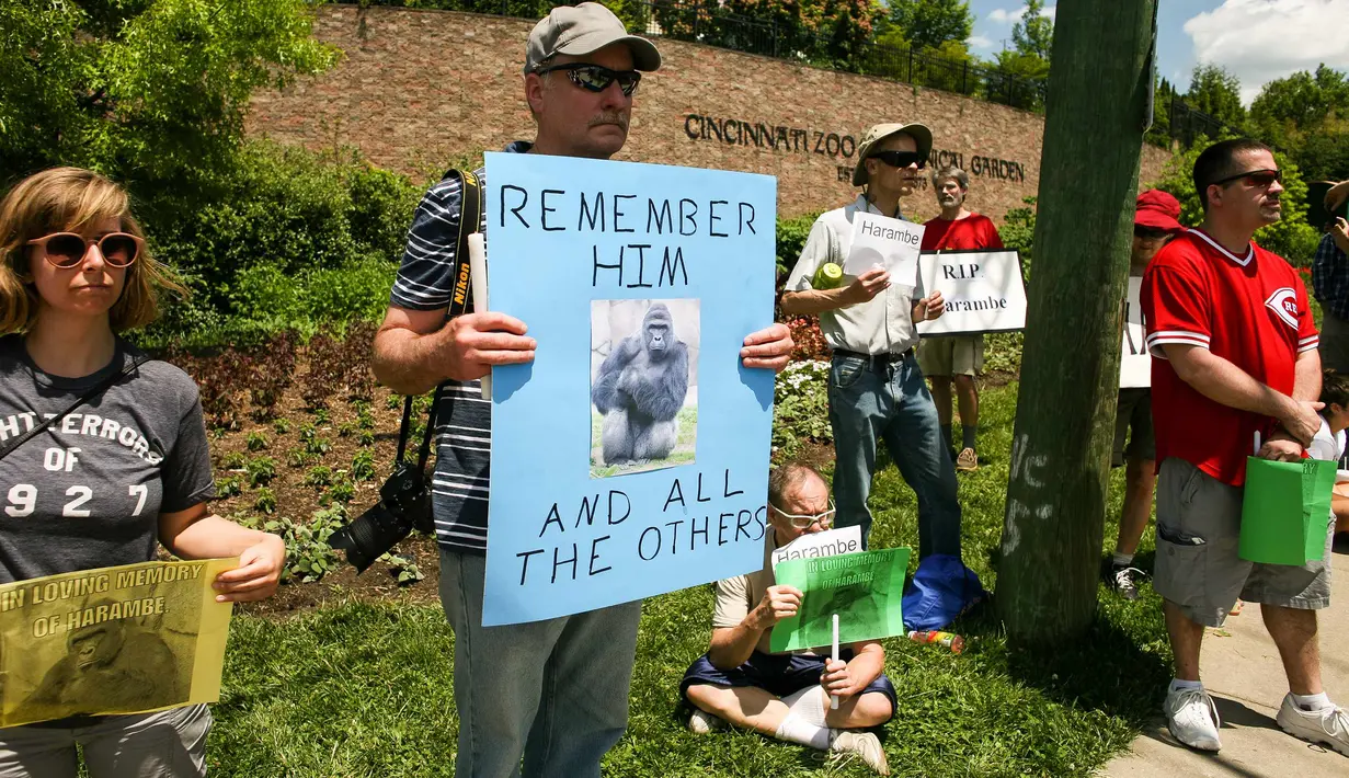 Warga melakukan protes sambil mengenang kematian gorila di lKebun Binatang Cincinnati, Ohio, Senin (30/5). Publik AS marah atas insiden penembakan gorila bernama Harambe untuk menyelamatkan seorang bocah yang jatuh ke kandangnya (REUTERS/William Philpott)