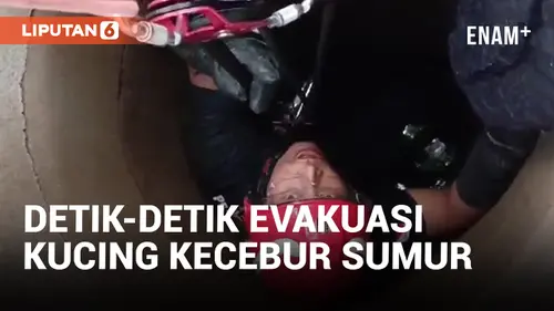 VIDEO: Evakuasi Kucing di Dalam Sumur 'Markas Lebah' Berlangsung Dramatis