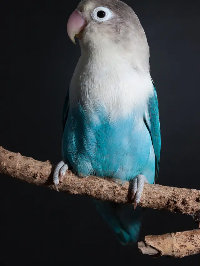 ilustrasi jenis burung lovebird yang memiliki bulu cantik serta suara merdu/St Photo/shutterstock