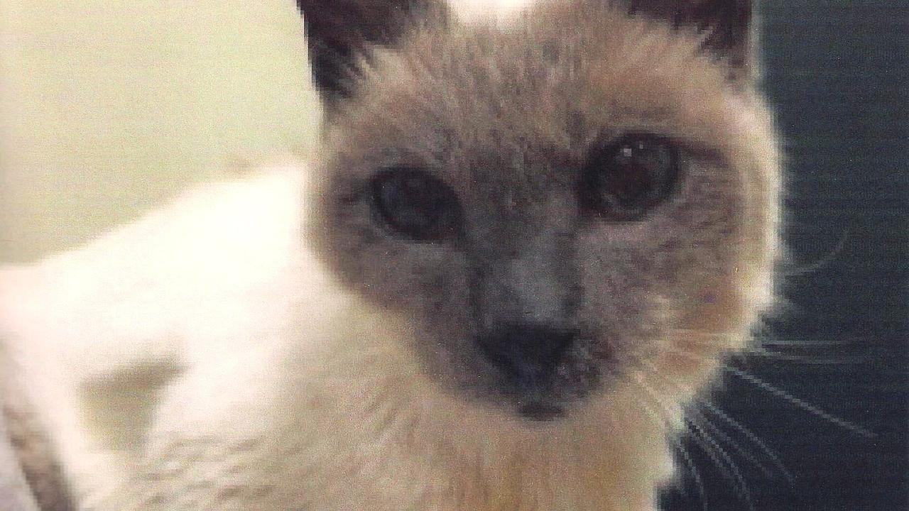 Kenalan Yuk Sama Scooter Si Kucing Tertua di Dunia