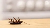  Trik sederhana ini ternyata sangat ampuh untuk mengusir serangga ini dari rumah Anda. (Foto: iStockphoto)