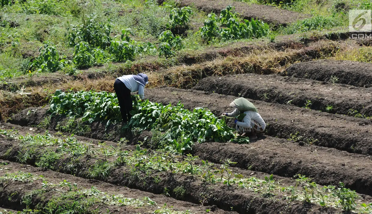 Petani menanami lahan pertanian garapan di Gentong, Wanasari, Kab Brebes, Jawa Tengah, Sabtu (23/12). Petani mengeluhkan harga bawang merah yang sedang turun karena kualitas yang jelek akibat pengaruh cuaca. (Liputan6.com/Helmi Fithriansyah)