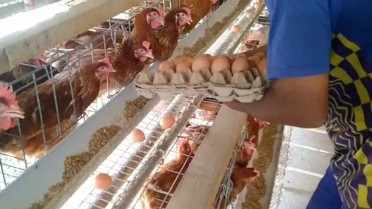 Peternak Ayam di Lampung Timur Curhat Harga Telur Anjlok