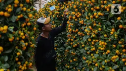 Di banyak komunitas Tionghoa, terutama di Asia Tenggara, pohon jeruk dianggap membawa keberuntungan, kebahagiaan, dan kemakmuran. (Liputan6.com/Angga Yuniar)