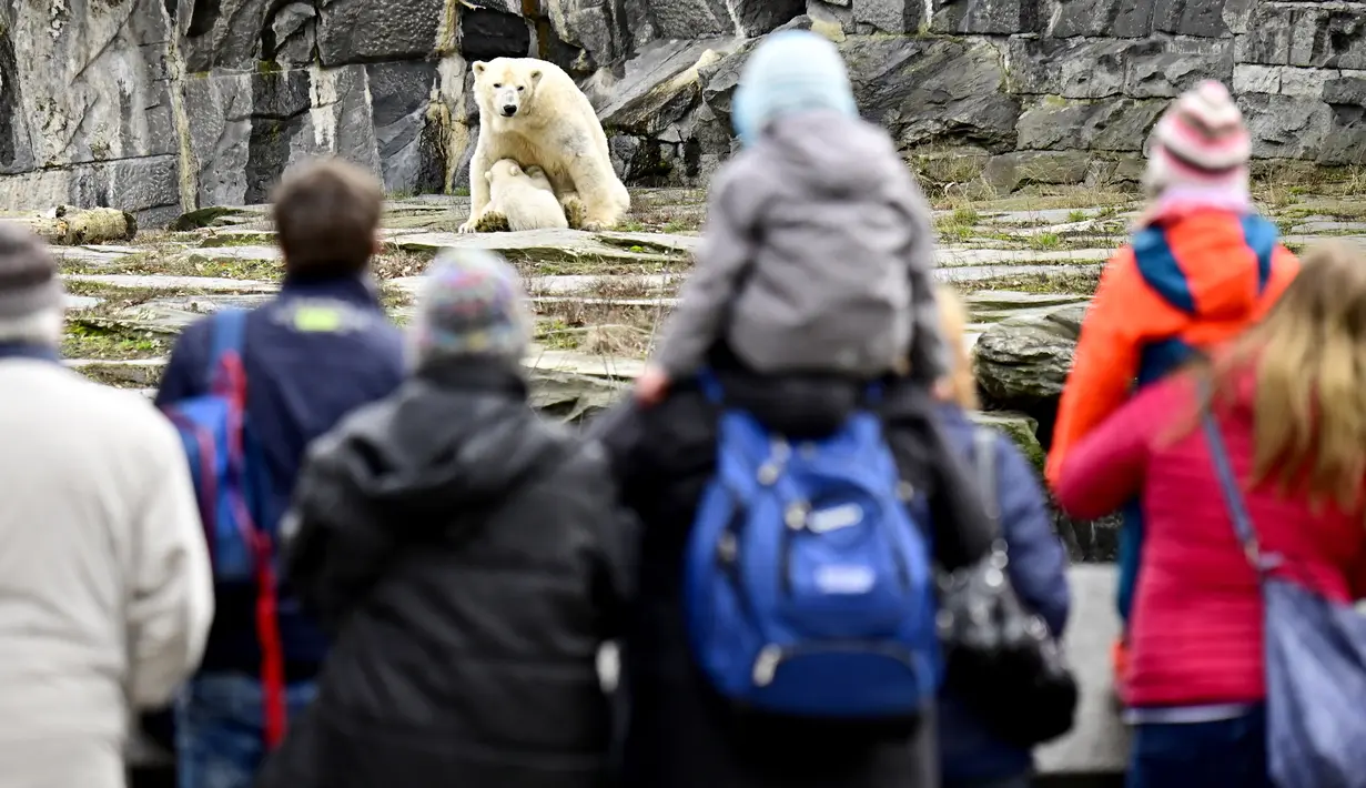 Pengunjung menyaksikan bayi beruang kutub dan ibunya yang bernama Tonja saat dipamerkan di Kebun Binatang Tierpark, Berlin, Jerman, Jumat (15/3). Bayi beruang kutub tersebut lahir pada 1 Desember 2018. (John MACDOUGALL/AFP)