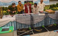 FOTO: Terungkap Harga Anakan Komodo Rp 500 Juta/ Ekor di Perdagangan Satwa Ilegal