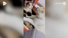 Aksi seekor kucing yang sedang memijat kucing lainnya ini membuat gemas warganet. Saat memijat, si kucing malah mendapat tamparan dari temannya.