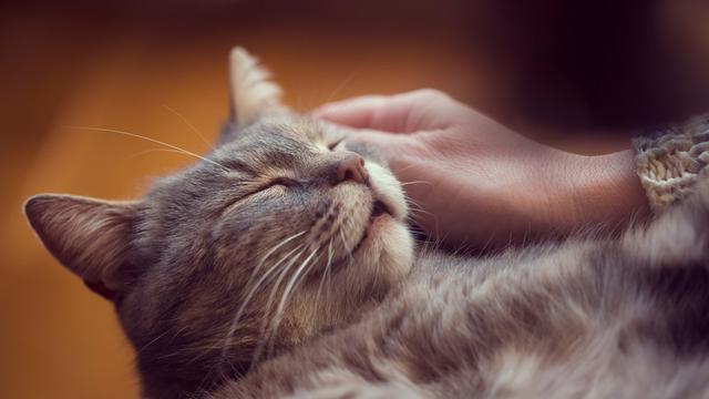 Ilustrasi kucing tidur.