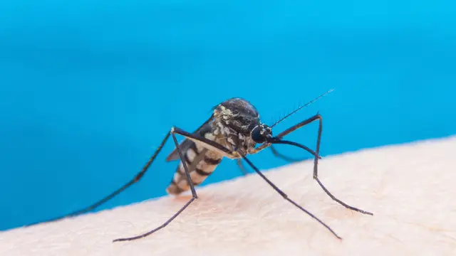 Ilustrasi nyamuk aedes aegypti