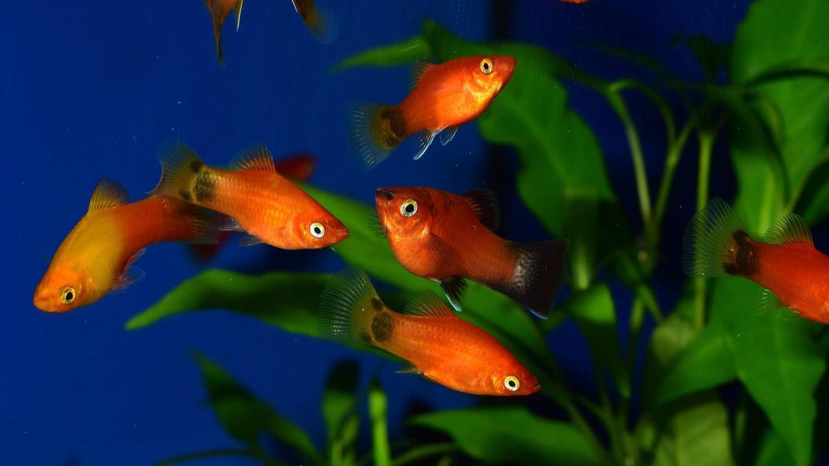 Ikan Platy