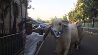 Presiden Jokowi tetap mengirimkan seekor sapi untuk qurban ke Masjid Istiqlal