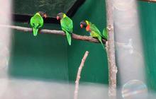 40 Ekor Burung Perkici Dada Merah Dipulangkan dari Inggris ke Bali