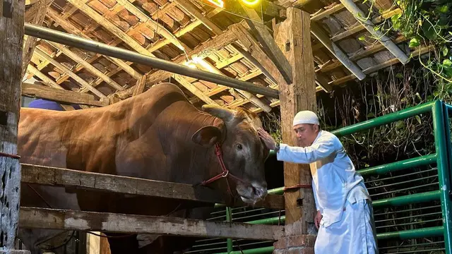 Bobot Wariso dan Harganya, Sapi Kurban Jumbo Irfan Hakim untuk Kurban