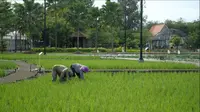Petani sedang menanam padi di sawah. (Foto: Istimewa)