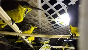 Bagasi Bus Dibuka, Petugas Temukan 991 Burung Kicau