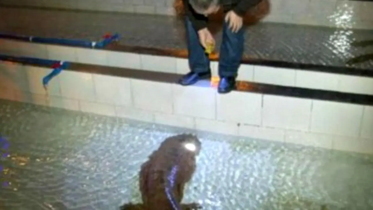 Salamander Raksasa Berusia 200 Tahun *VIDEO