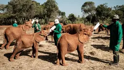 Penjaga memberi susu bayi gajah  yatim piatu di panti asuhan gajah David Sheldrick Wildlife Trust di Nairobi, Kenya, 12 Maret 2019. Perburuan liar gajah dewasa untuk diambil gadingnya, membuat banyak bayi dan anak gajah menjadi yatim (Yasuyoshi CHIBA/AFP)