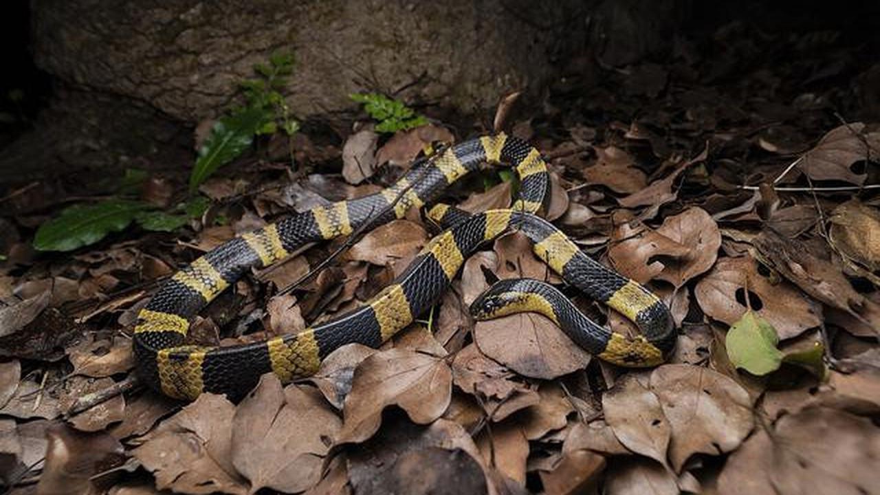 8 Jenis Ular yang Berkembang Biak di Area Berbatu, Pelajari Cara Pencegahannya