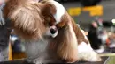 Anjing Cavalier King Charles Spaniel disisir pemiliknya saat bersiap mengikuti kompetisi Westminster Kennel Club 142's Dog Show Tahunan di New York (12/2). (AFP Photo/Timothy A. Clary)