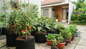 7 Kebun Sayur Minimalis di Pekarangan Rumah, Inspirasi Praktis yang Hemat Tempat