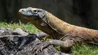 Pelaku Curi Komodo di NTT dan Jual Rp 5 Juta ke Thailand