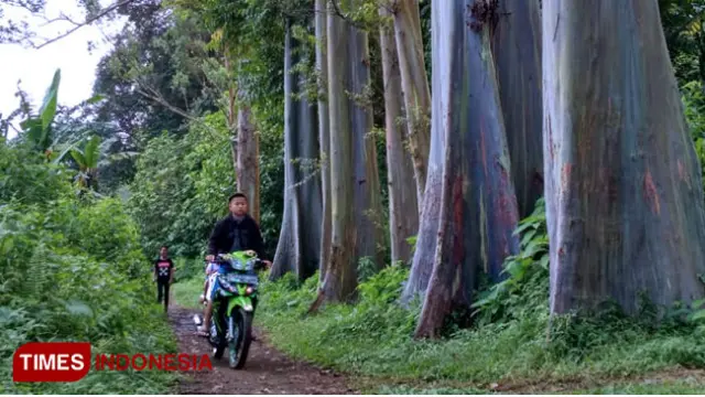 Ada Pohon Pelangi di Bondowoso, Berbagai Warna Menempel di Batangnya