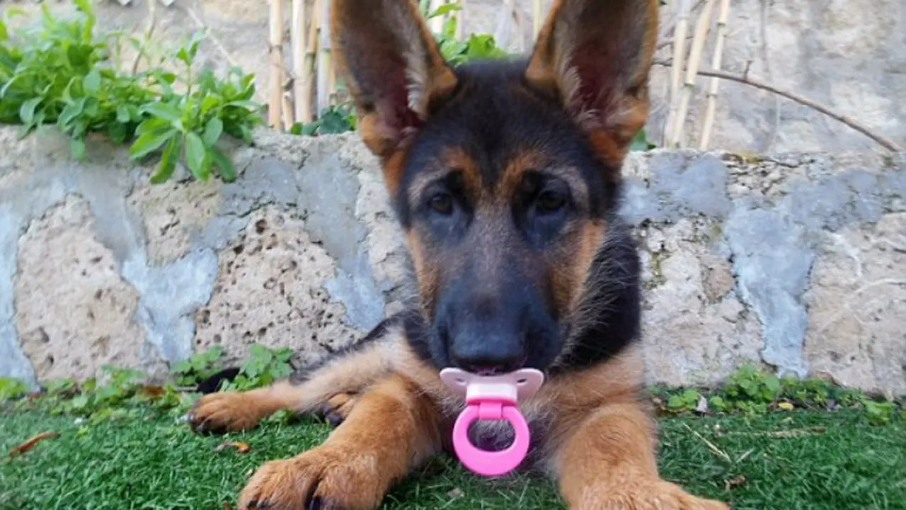 Anak Anjing Mengira Ia Bayi Manusia