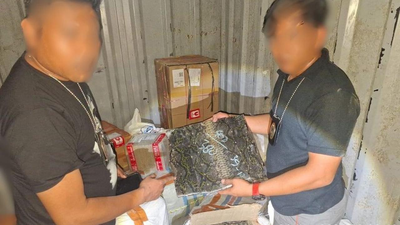 TNI AL Gagalkan Penyelundupan Satwa Ilegal Kulit Ular Piton dan Kura-kura di Bakauheni